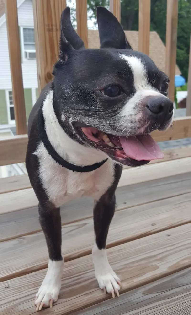 Bouledogue Américain