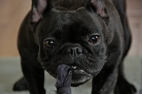 Bouledogue Français