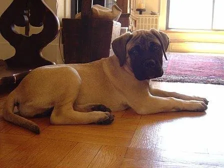 Bullmastiff