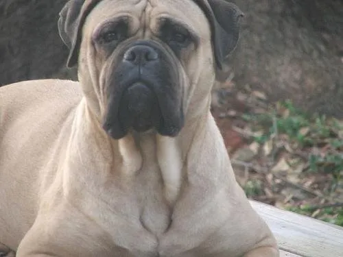 Cane Corso