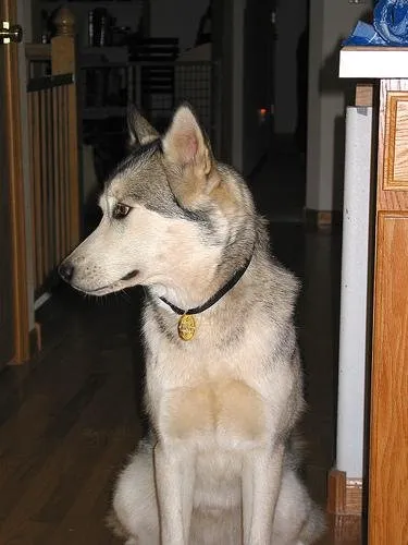 Malamute de l'Alaska