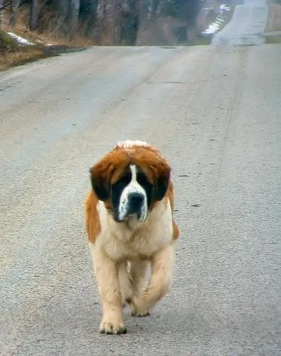 Saint-Bernard