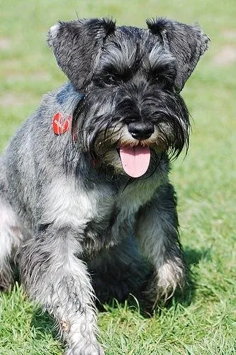 Schnauzer