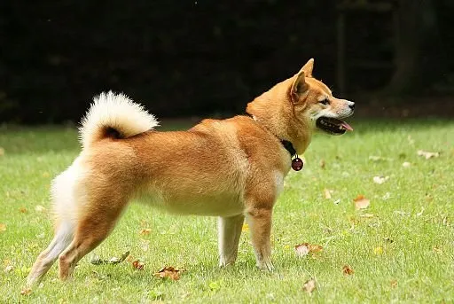 Shiba Inu