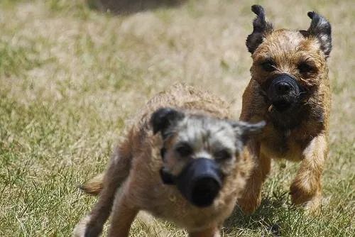 West Highland White Terrier